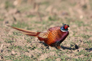 Pheasant male looking around