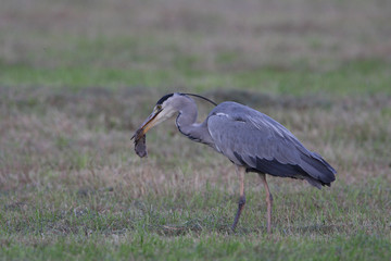 Grey heron catches a mouse