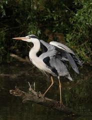 Grey heron ready for take off