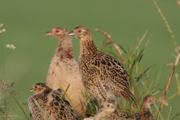 Pheasant mother with her young
