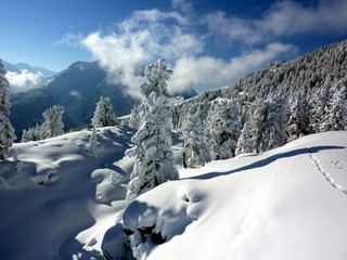 Fototapeta na wymiar Choinki w zimowy krajobraz