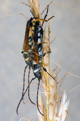 Stenopterus rufus,couple