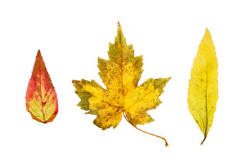 Fototapeta premium Three Autumn leaves
