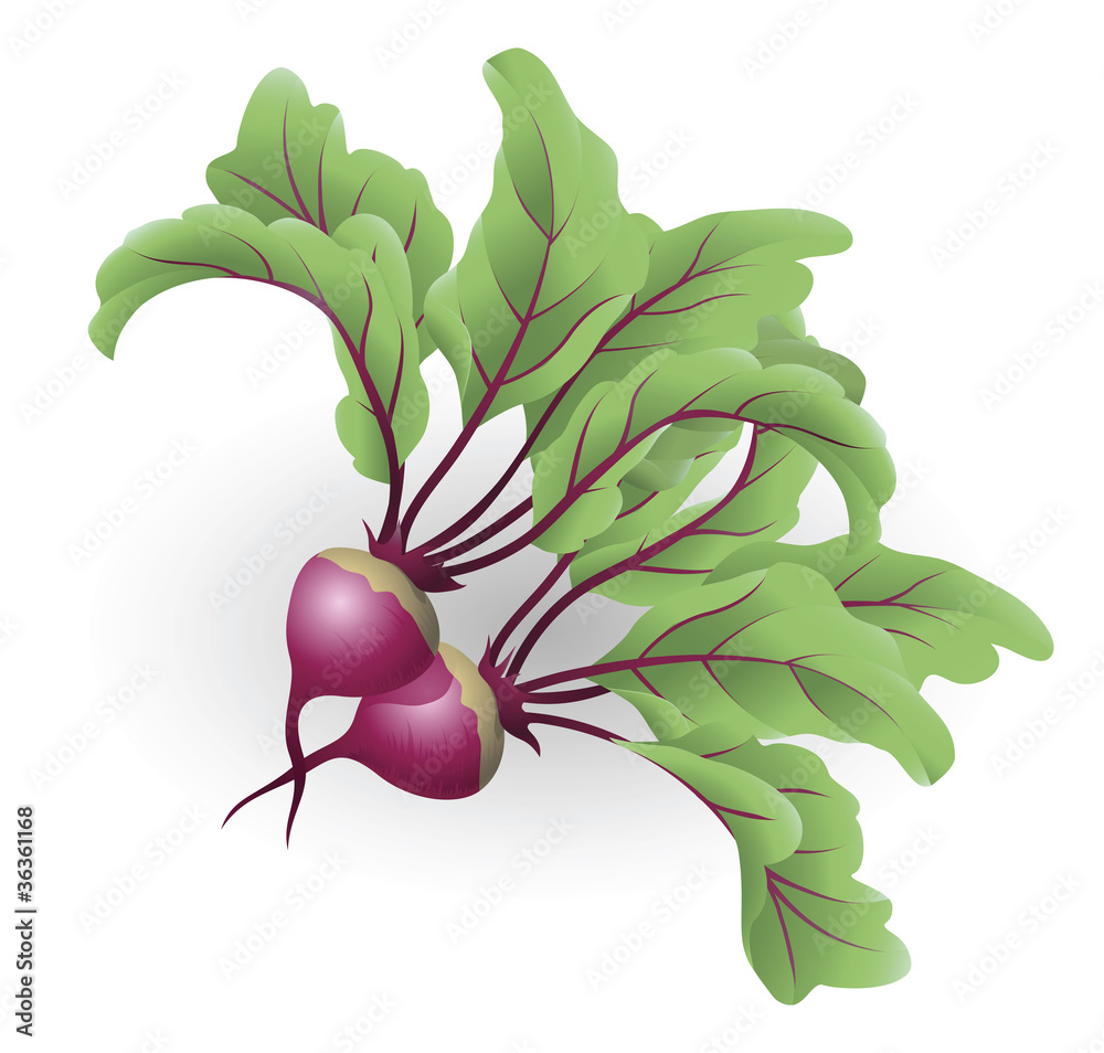 Canvas Prints Beetroot illustration