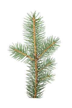 Fir Tree Branch Isolated on White Background