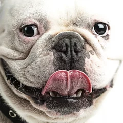 Foto auf Acrylglas Französische Bulldogge Französische Bulldogge