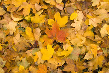 листья осенние