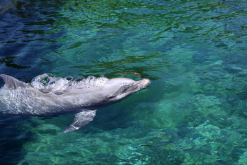Fototapeta premium Bottle-nose Dolphin (Tursiops truncatus )