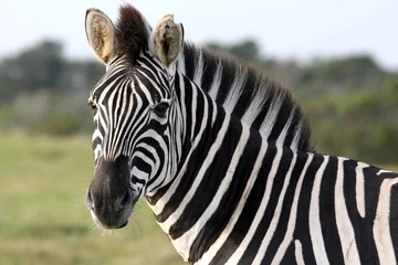 Türaufkleber Zebra Zebra-Porträt