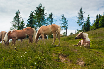 Horse family on Zwolferhorn