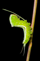 Caterpillar (Cerura erminea) 5