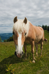 Horse portrait on Zwolferhorn