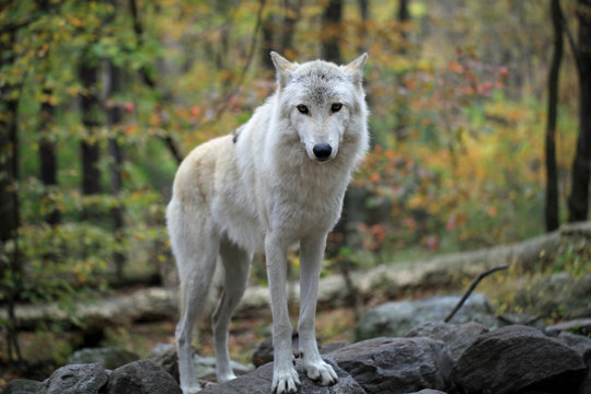 Wild wolf in the forest