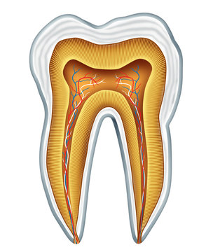 Tooth medical anatomy