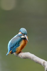 止まり木のカワセミ