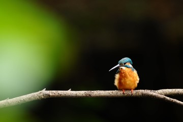 Obraz premium 前ボケのカワセミ