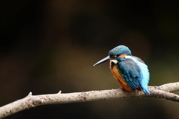 黒背景のカワセミ