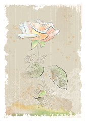 vintage illustration of  pink rose