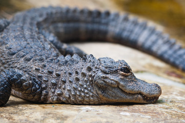 a crocodile