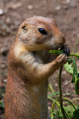 Prairie dog (Cynomis ludovicianus) portrait in Salzburg zoo