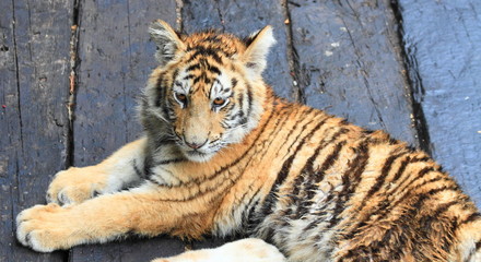 baby tiger in Guangzhou, China