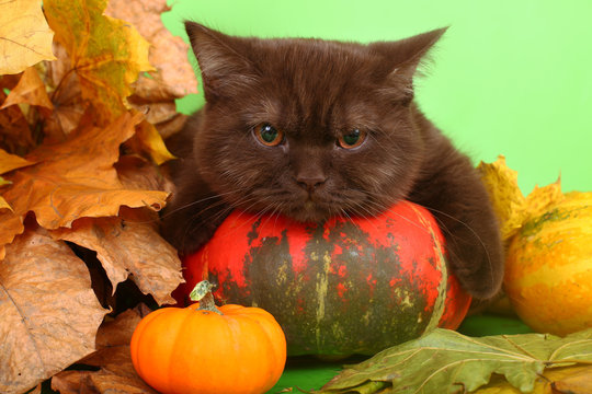 British chocolate kitten with a pumpkin