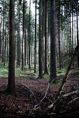 Obraz premium Wald