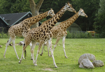 Three giragges