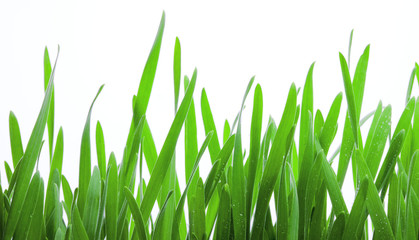 Green grass isolated