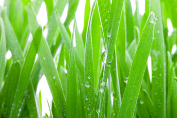 Fototapeta na wymiar Wet Grass Macro.