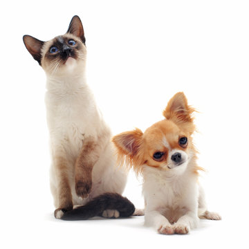 chihuahua et chat siamois