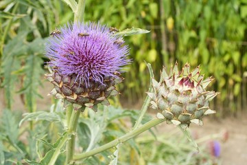 Cardoon Artichoke (Cynara cardunculus)
