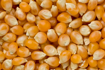 Popcorn Kernels