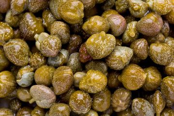 Capers (Capparis spinosa)