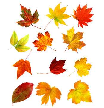 big collection beautiful colourful autumn leaves isolated on whi
