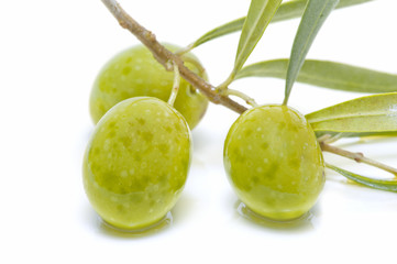 An olive branch with three olives