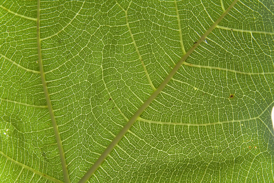 macro fig leaf