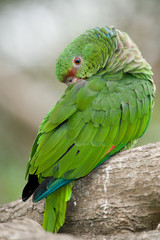 Colorful Parrot Sleeping