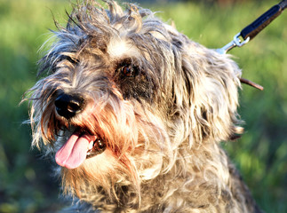 Funny active mini schnauzer in nature