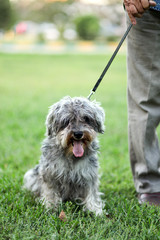 Funny active mini schnauzer in nature