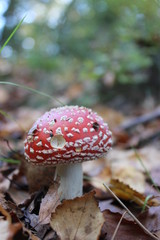Fliegenpilz im Eggegebirge