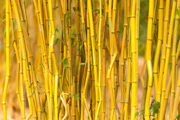 Bamboo Stalk Background
