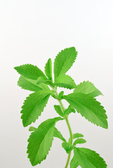 Stevia rebaudiana