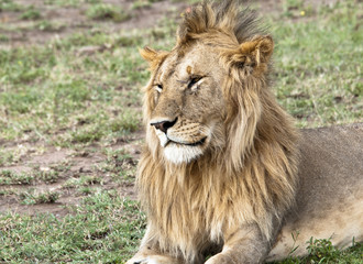 Plakat Młody samiec lwa z bliznami twarzy Masai Mara, Kenia