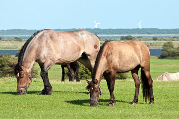 Obraz premium Zwei Pferde auf der Weide