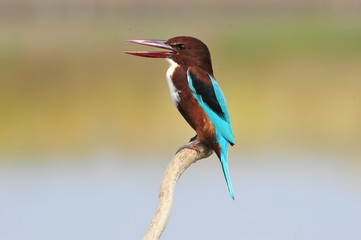 Fototapeta premium White throated kingfisher (Halcyon smyrnensis)