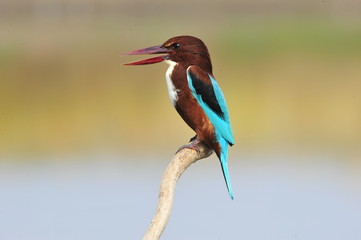 Fototapeta premium White throated kingfisher (Halcyon smyrnensis)
