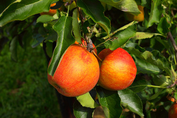 apple orchard in summer, covered with colorful apples