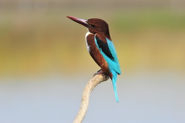White throated kingfisher (Halcyon smyrnensis)