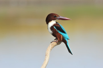 Obraz premium White throated kingfisher (Halcyon smyrnensis)
